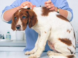 В Арзамасе ветеринары проведут бесплатную вакцинацию домашних животных