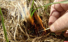 В Нижегородской области начали поджигать сухую траву