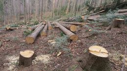 В Нижегородской области утвержден новый план по борьбе с вырубкой леса