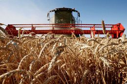 Нижегородские сельхозпредприятия с начала года получили господдержку на 1,8 млрд руб.